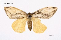 藏品(細紋黃毒蛾)的圖片